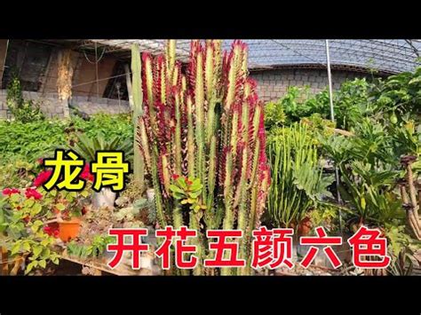 龍骨仙人掌修剪|房地產市場風水的秘密武器：8種最佳龍骨仙人掌擺放方式，提升。